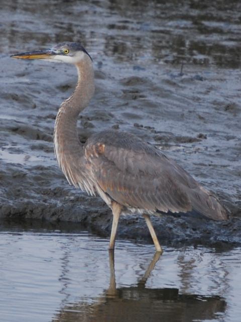 Great Blue Heron Great Blue Heron