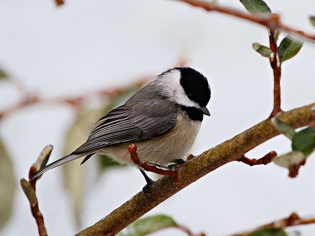 Carolina Chickadee