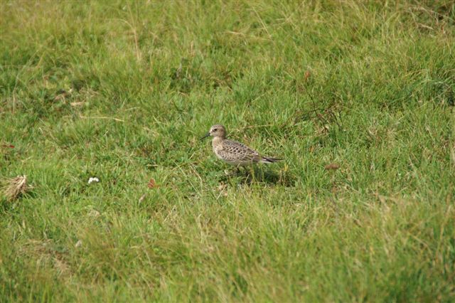 Baird's Sandpiper