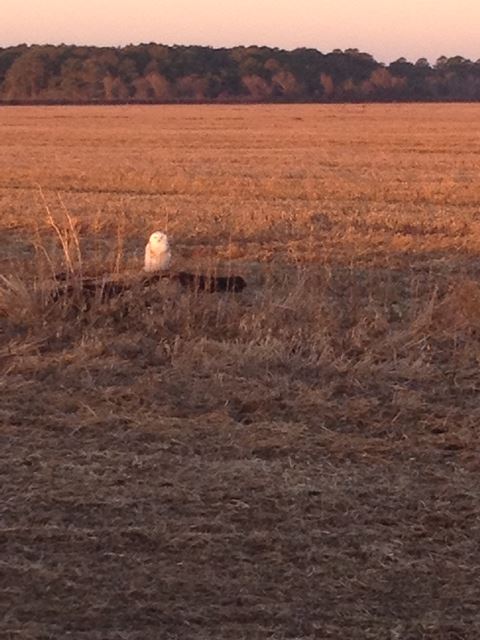 Snowy Owl