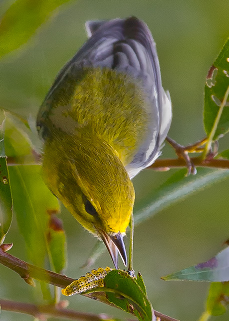 Black-throated Green Warblers