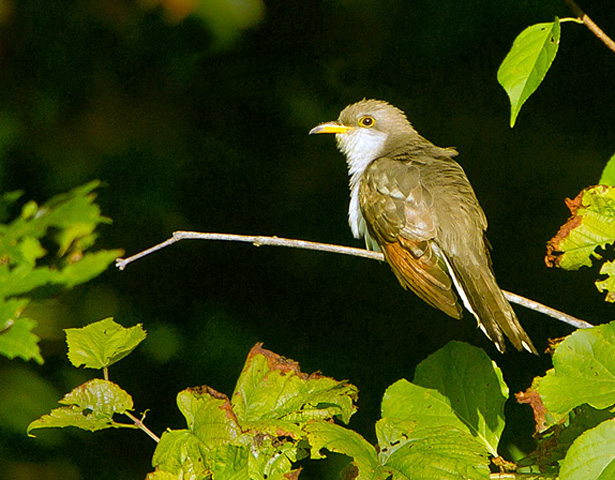 Yellow-billed Cuckoo Yellow-billed Cuckoo