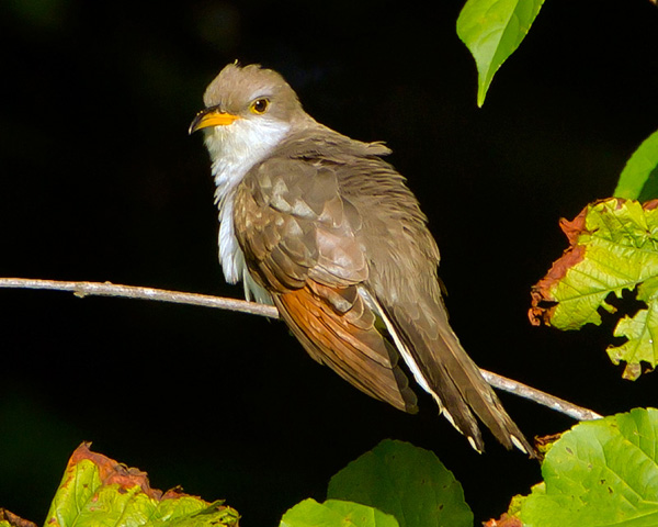 Yellow-billed Cuckoo Yellow-billed Cuckoo