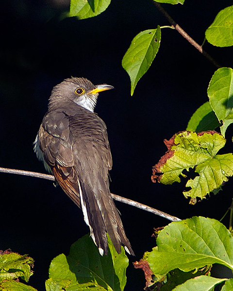 Yellow-billed Cuckoo Yellow-billed Cuckoo