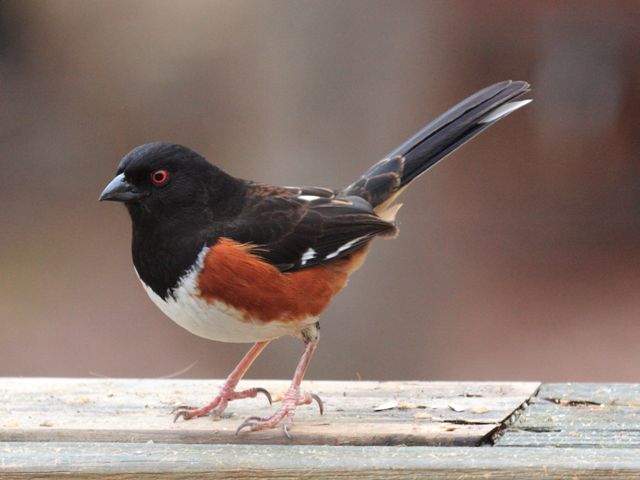 Eastern Towhee