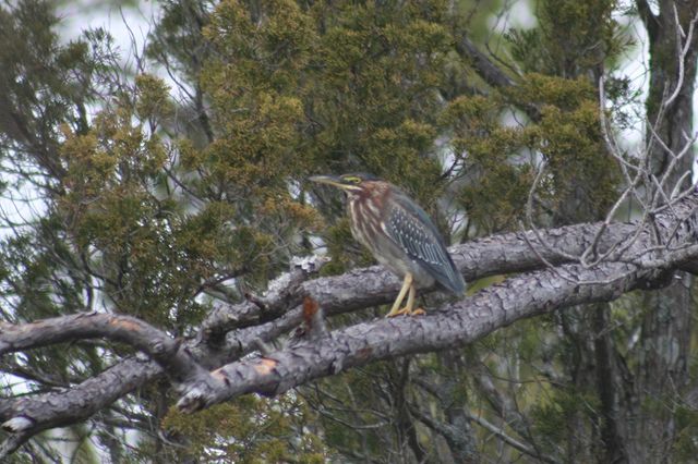 Green Heron