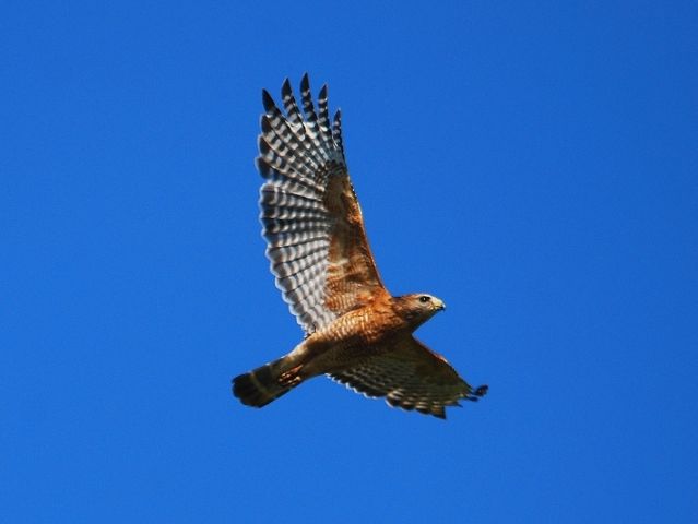 Red-shouldered Hawk