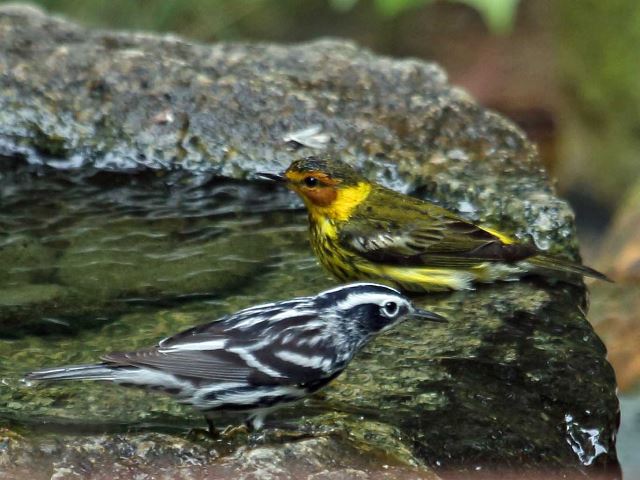 Cape May Warbler and Black-and-white Warbler