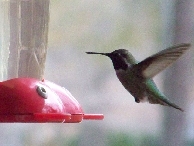 Anna's Hummingbird