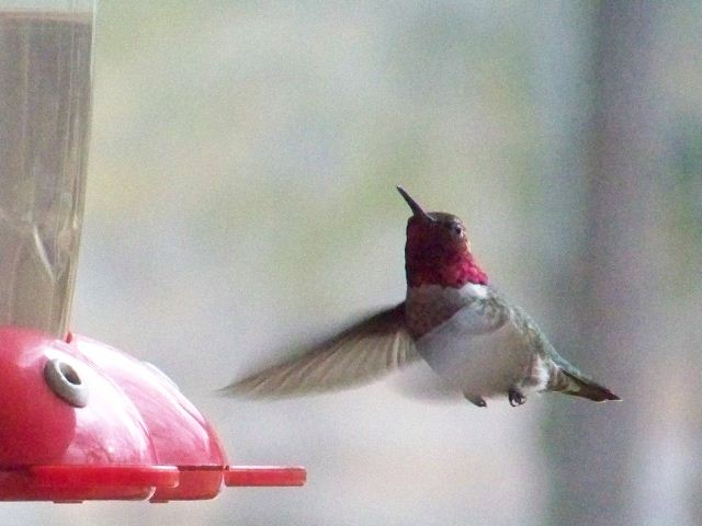 Anna's Hummingbird