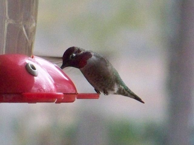 Anna's Hummingbird