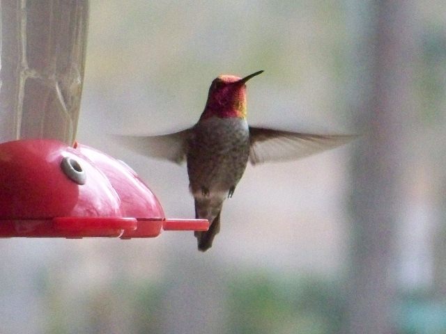Anna's Hummingbird