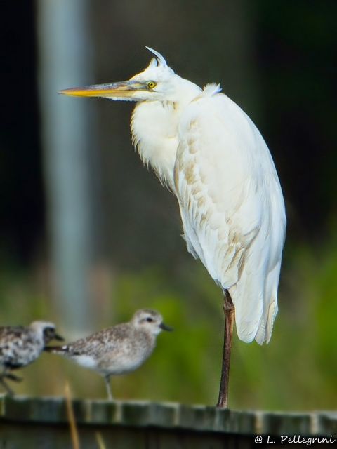 Great Blue Heron (White form)