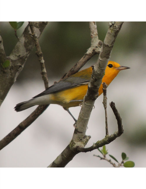 Prothonotary Warbler