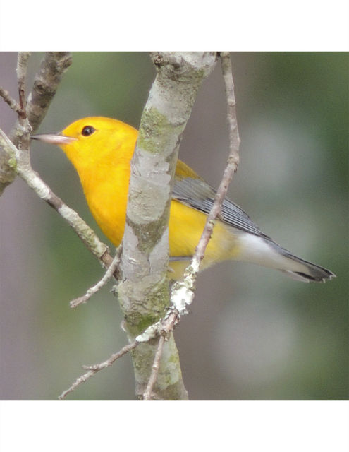 Prothonotary Warbler