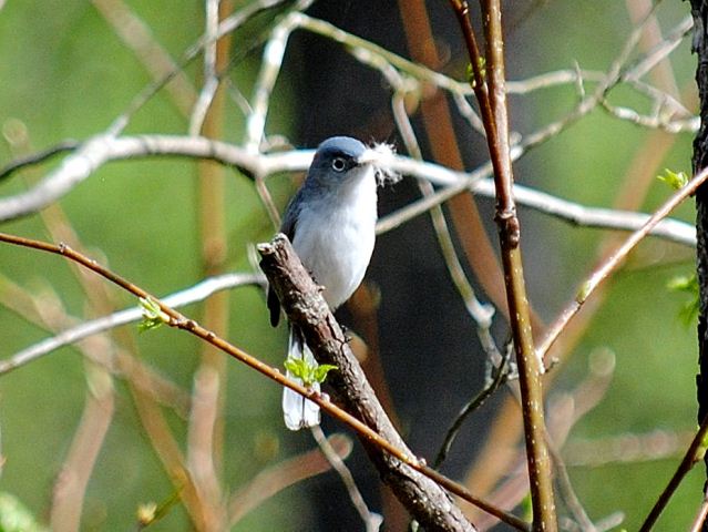 Blue-gray Gnatcatcher