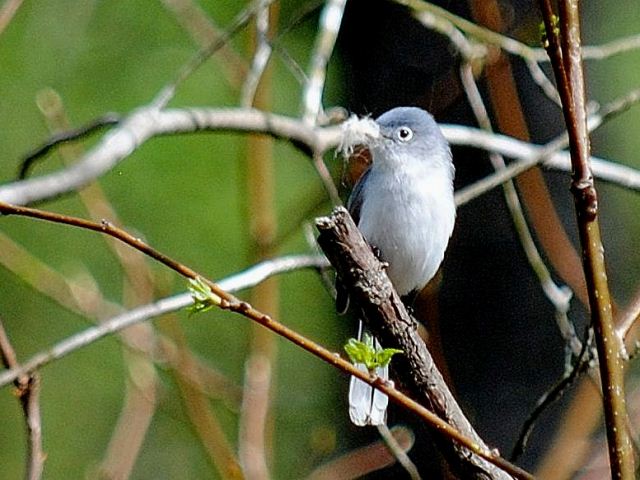 Blue-gray Gnatcatcher
