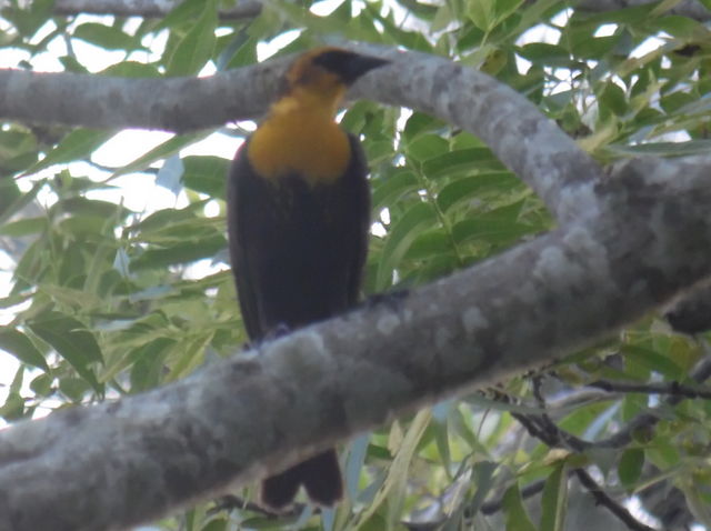 Yellow-headed Blackbird