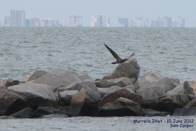 Brown Booby Brown Booby