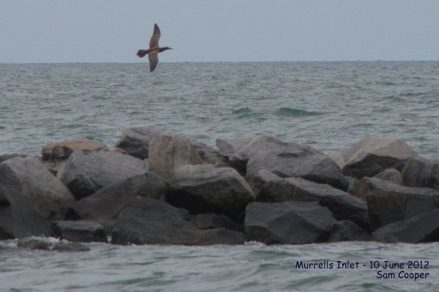 Brown Booby Brown Booby