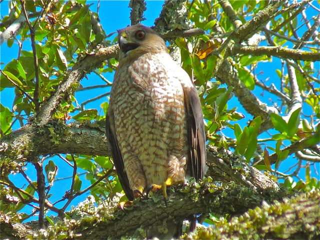 Cooper's Hawks