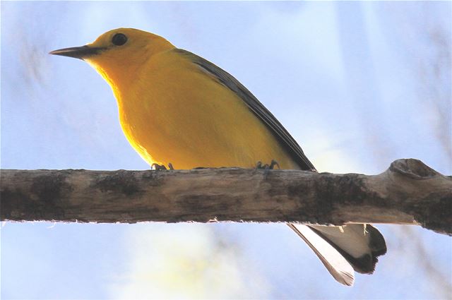 Prothonotary Warblers