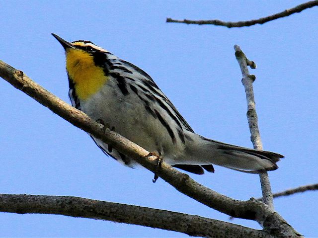 Yellow-throated Warblers