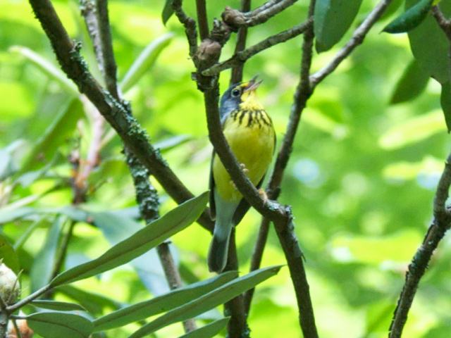 Canada Warbler Canada Warbler