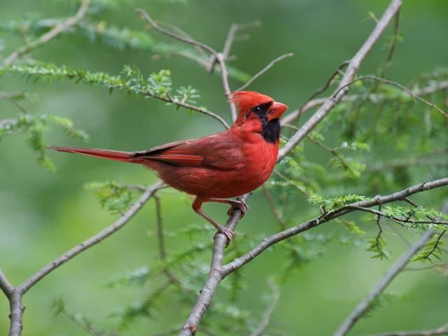Northern Cardinal Northern Cardinal