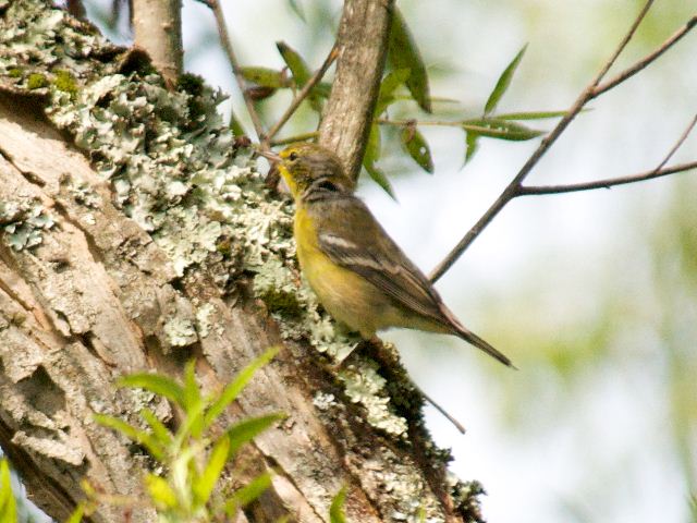 Pine Warbler Pine Warbler