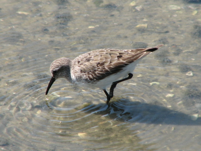 White-rumped Sandpiper