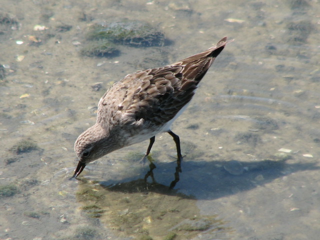 White-rumped Sandpiper
