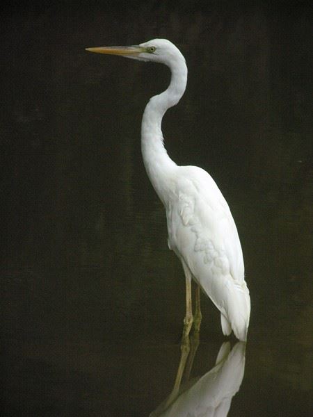 Great Blue Heron (White form)