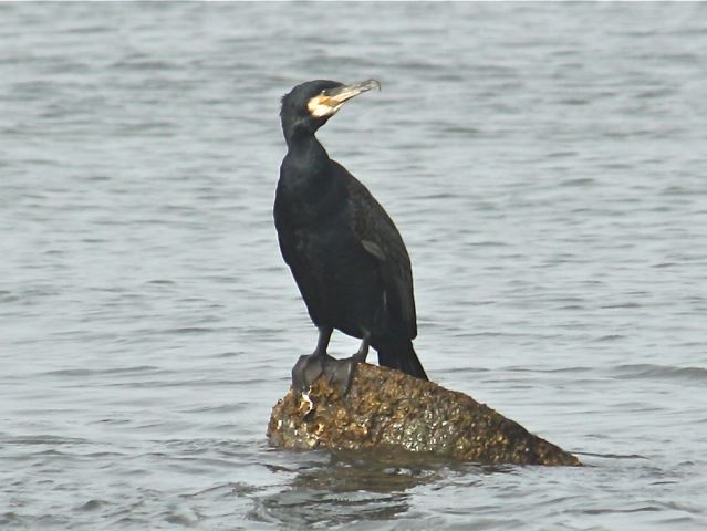 Great Cormorant and Double-crested Cormorant