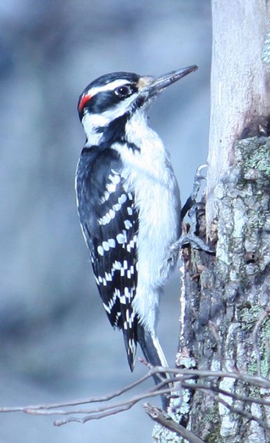 Hairy Woodpecker Hairy Woodpecker