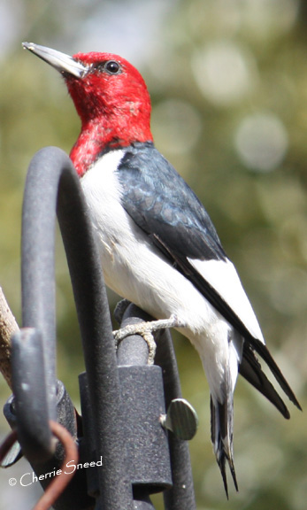 Red-headed Woodpecker Red-headed Woodpecker