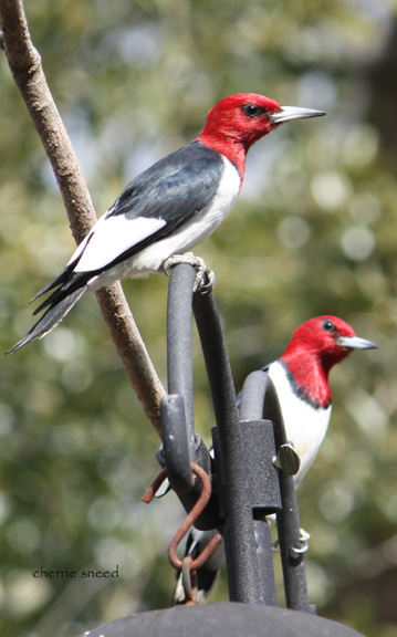 Red-headed Woodpecker Red-headed Woodpecker