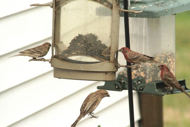 House Finch