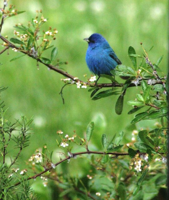 Indigo Bunting