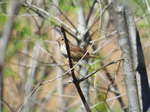 Henslow's Sparrow