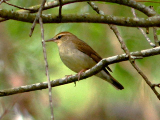 Swainson's Warbler