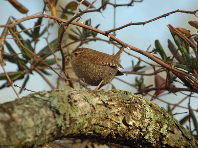 Winter Wren
