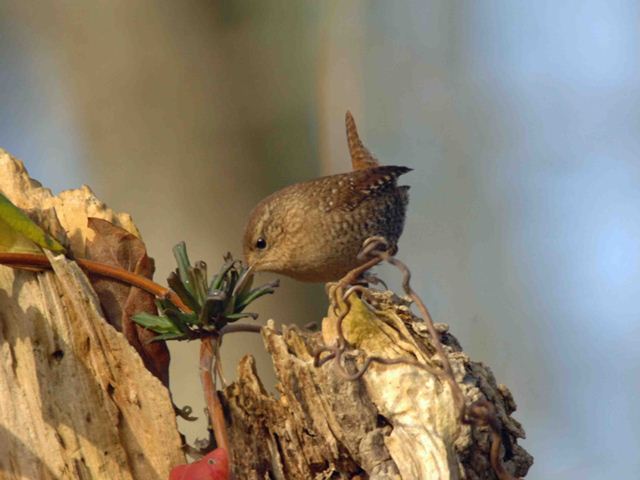 Winter Wren