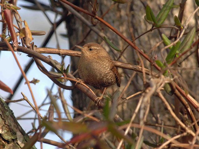 Winter Wren