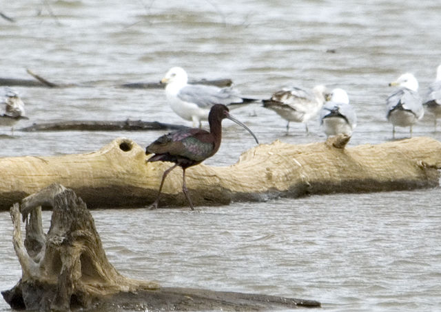 White-faced Ibis