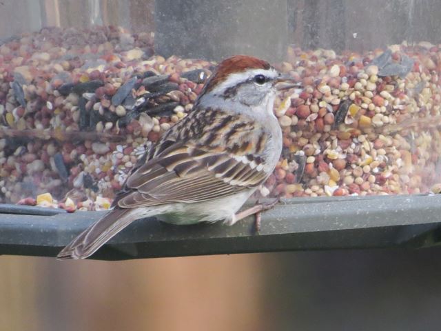 Chipping Sparrows