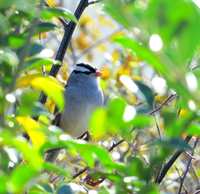 White-crowned Sparrow