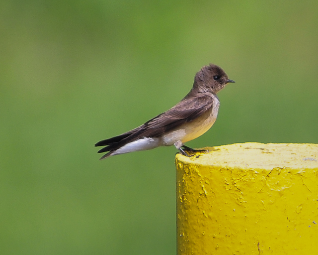 Northern Rough-winged Swallow