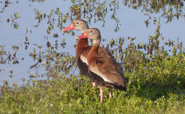 Black-bellied Whistling-Duck