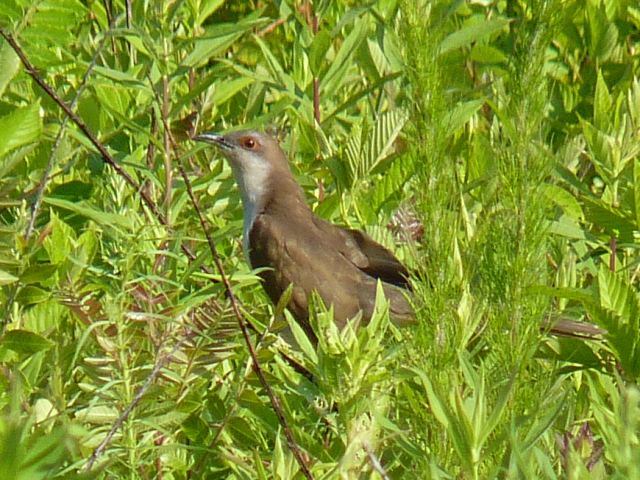 Black-billed Cuckoo Black-billed Cuckoo